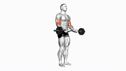 Curl à la barre EZ