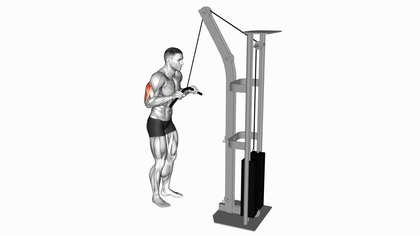 Extension triceps à la poulie barre