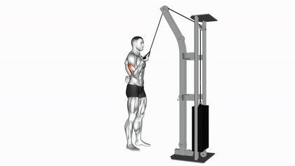 Extension triceps unilatérale à la poulie